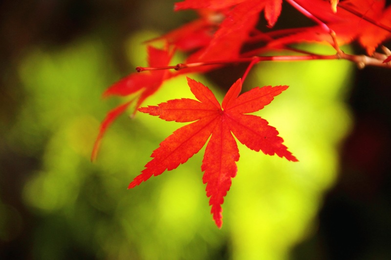 箕面公園_11-07.jpg