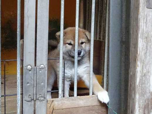 展覧会 日本犬保存会 柴楽日記 楽天ブログ