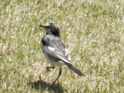 公園の鳥　5.7　2013　