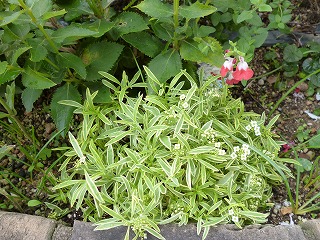 P1250147ss.jpg