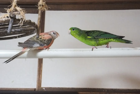 20120415aki-azuki.jpg