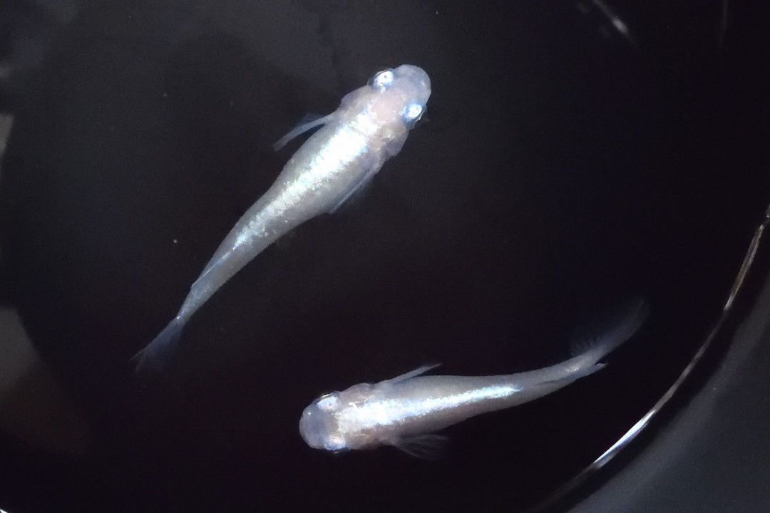 盆休み連休のメダカイベントでオークション落とせるか がんばメダカ 長崎わっしょい 楽天ブログ