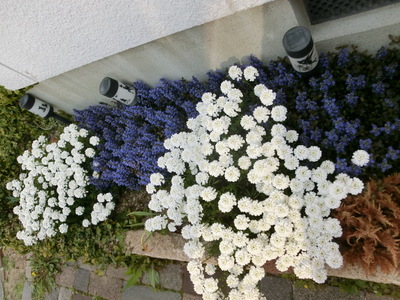 CIMG0097.jpg