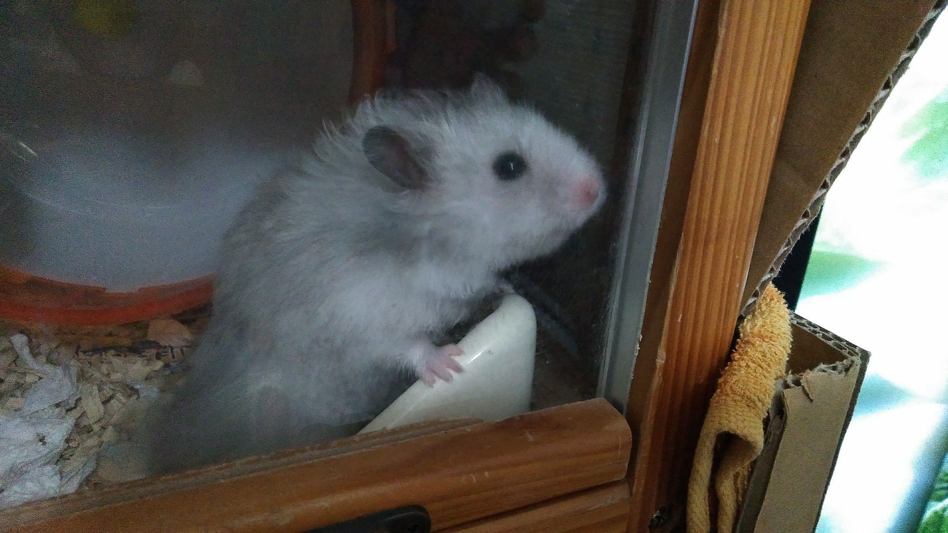 ハムスター キンクマ 趣味いっぱい 丿 楽天ブログ