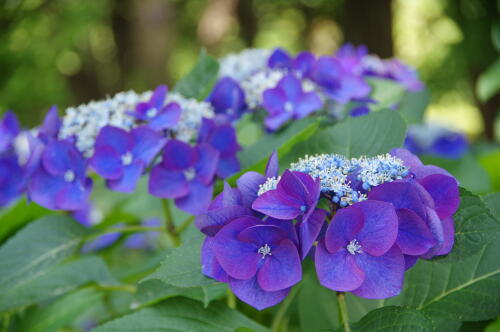 昭和記念公園の紫陽花