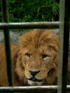 ライオン