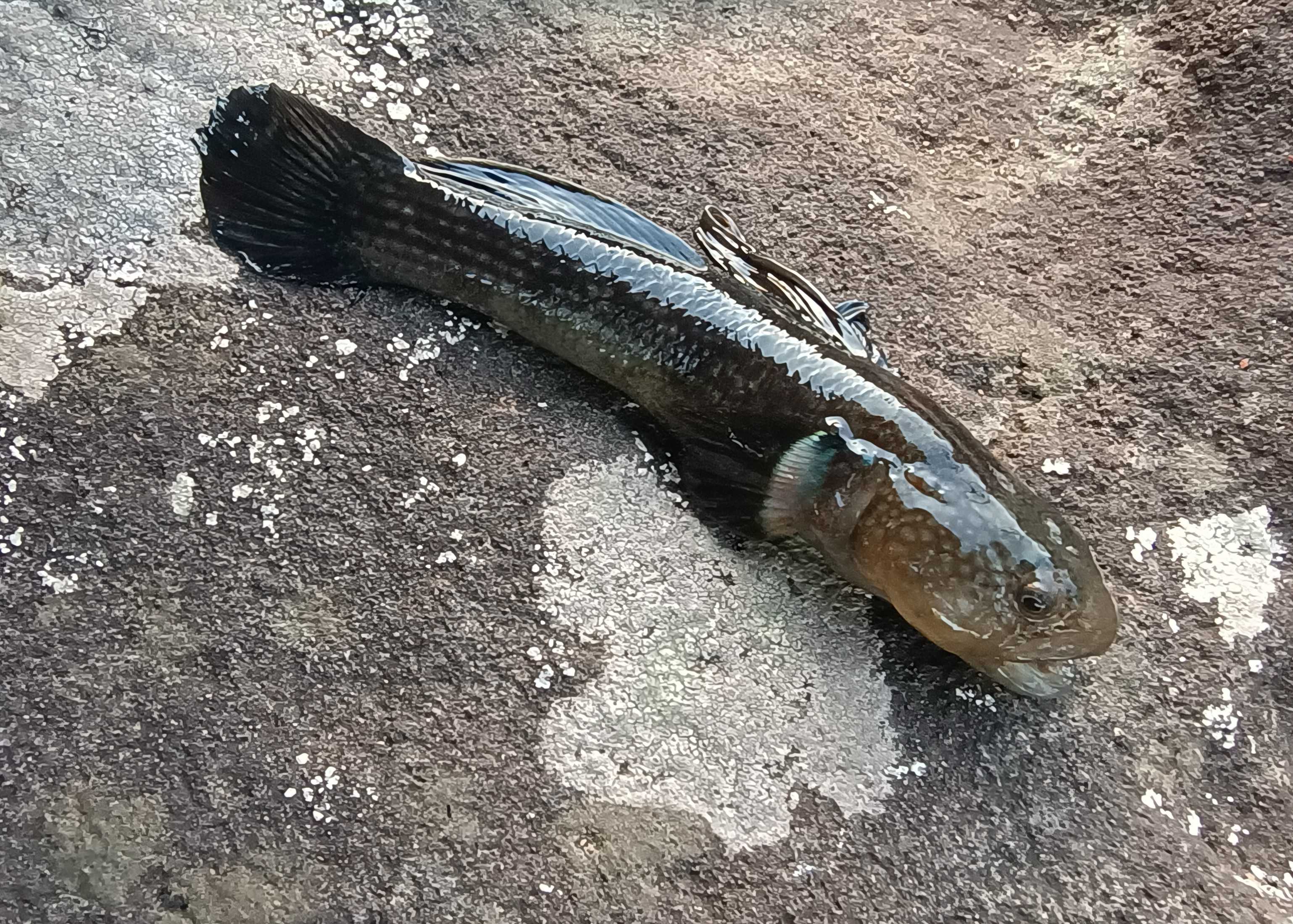 ダボハゼに餌やり | ドンコハゼワールド - 楽天ブログ