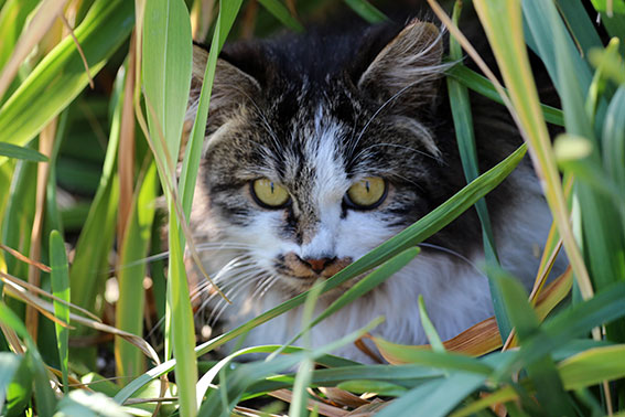 我が家のニャンコ♪2015/1/12-3