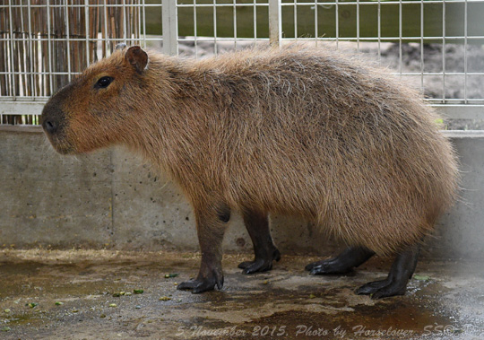 20151005_1639Capibara_01