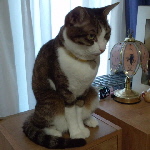 なんで居らへんの？
