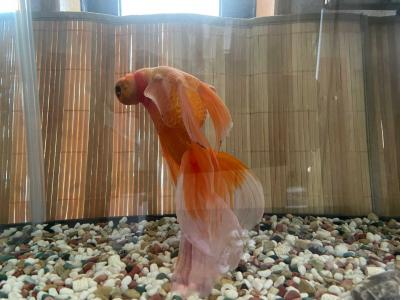 金魚 春夏秋冬 楽天ブログ