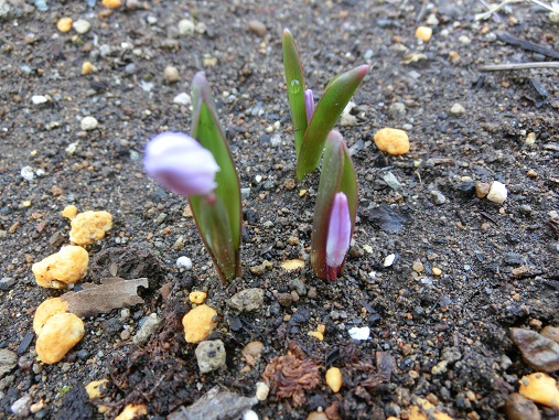 チオノドクサの芽