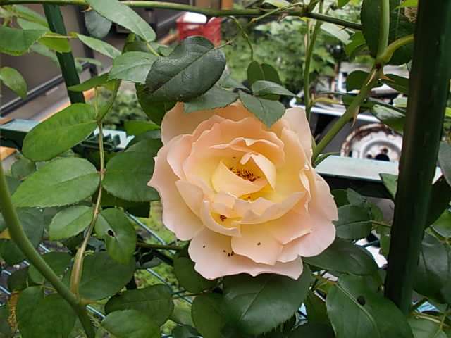DSCN0332.JPG