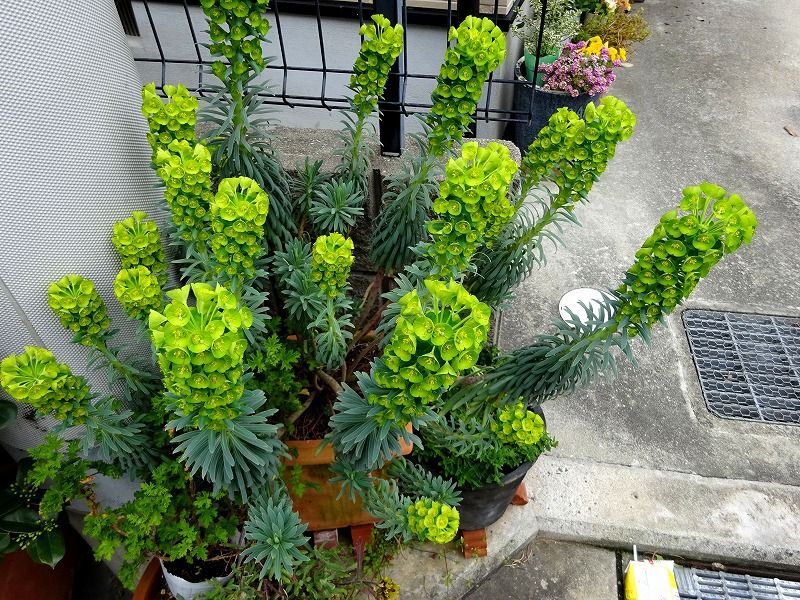 ３月３０日 今日の一花 その２ トウダイグサ 燈台草 Gazengamaのブログ 散歩中に出合った花と趣味の陶芸作品 楽天ブログ