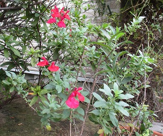 IMG_1787ss.jpg