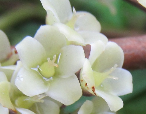 ヒサカキの雌花