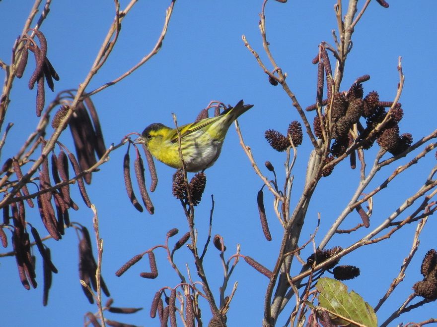 水元公園のマヒワ観察記 花鳥いろいろ 四季の野鳥たちとの出会い のブログ 楽天ブログ