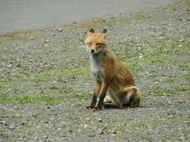 fox2.JPG