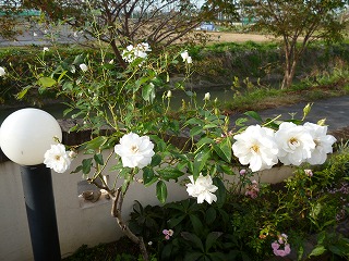 P1260361ss.jpg