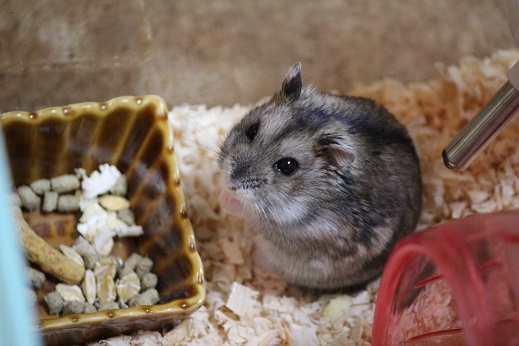 ハム太郎