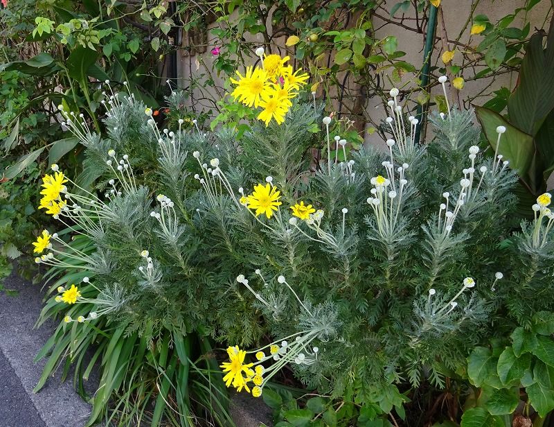 10月12日 今日の一花 ユリオプスデージー Gazengamaのブログ 散歩中に出合った花と趣味の陶芸作品 楽天ブログ