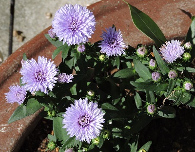 アスター 花 咲きはじめたよ ぼくの畑はペットボトル 楽天ブログ