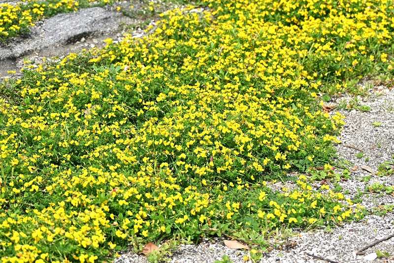 季節の花 ミヤコグサ群生 | himekyonの部屋 - 楽天ブログ