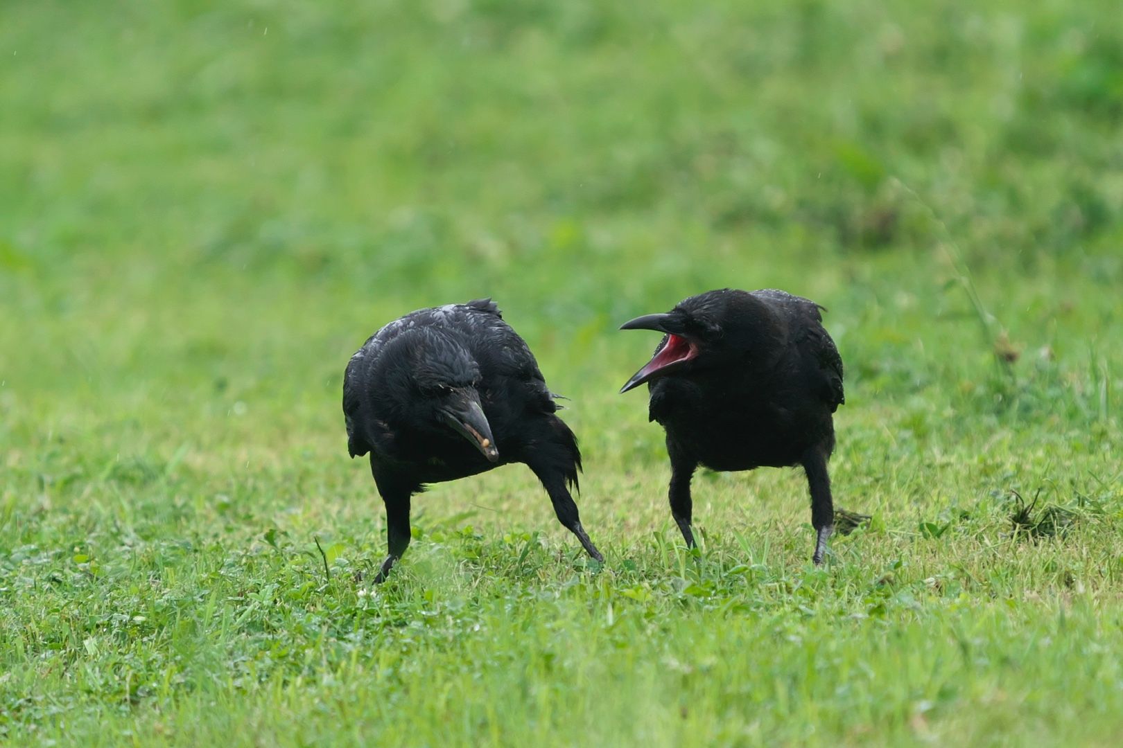 カラスも子育て えすてぃ のデジカメ道楽 楽天ブログ