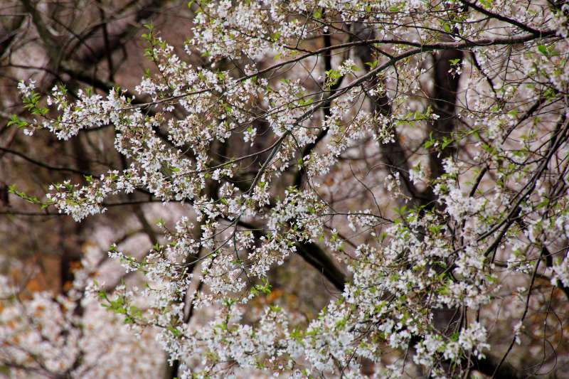 黒川桜の森_003.jpg