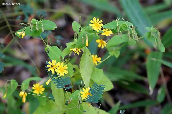 ヤクシソウ（薬師草、キク科）