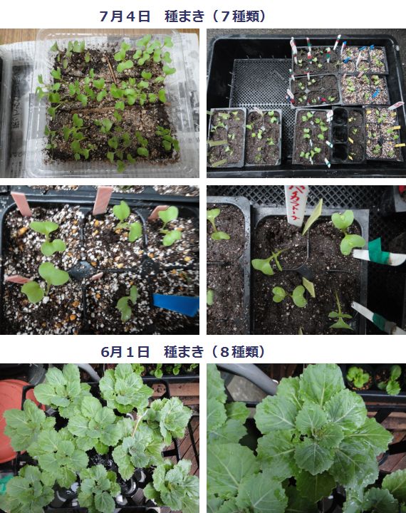 葉ボタンの移植７月４日播種