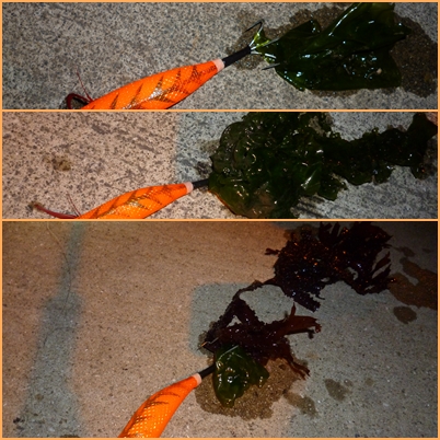 わかめ　サイズアップ