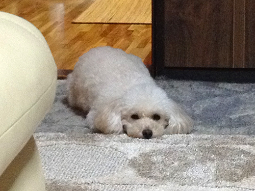 20131126_03.jpg