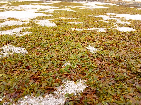 雪が少ないのでクラピアが復活しました3