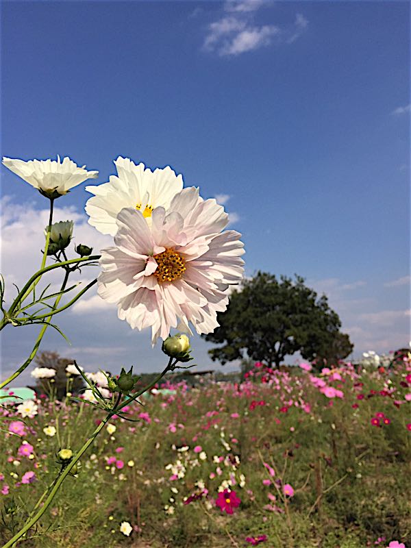 rblog-20151013183427-03.jpg