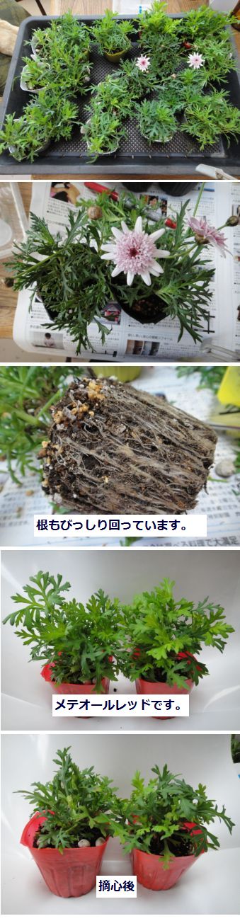 マーガレットのピンチ