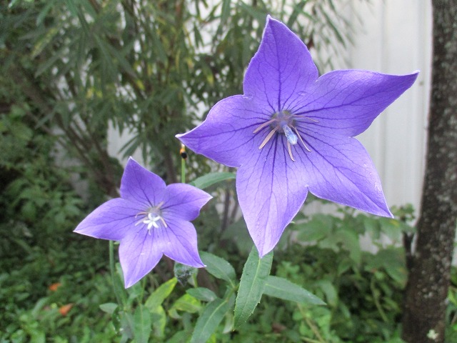 IMG_0118ss.jpg