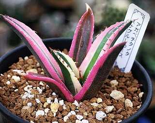 アガベ・チタノタの斑入り種ほか | ☆ガマンマの ニク・サボ栽培