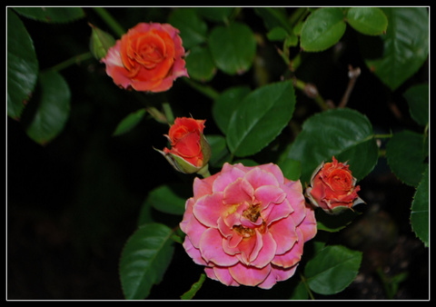 DSC_0001.JPG