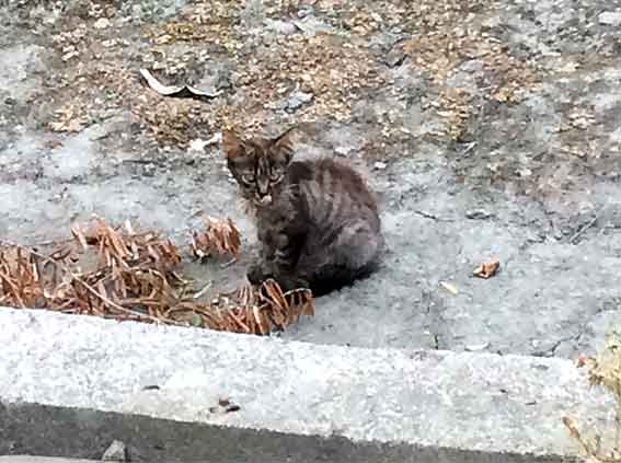 我が家のニャンコ♪2015/8/14-4