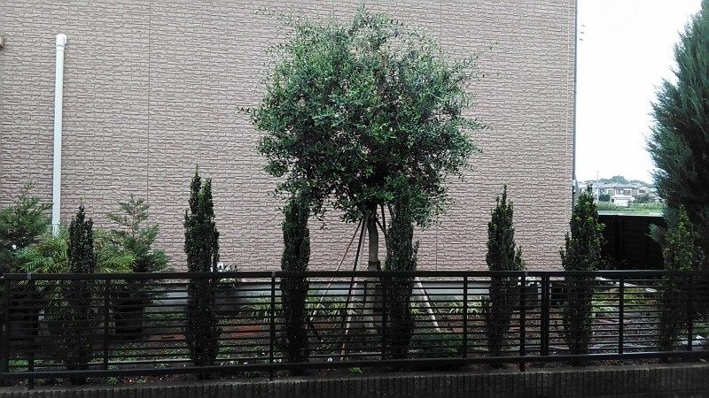 百日紅の花と庭木 Miraiの庭 つれづれに 楽天ブログ