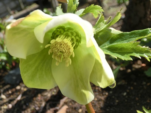 クリローニゲル