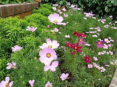 花５