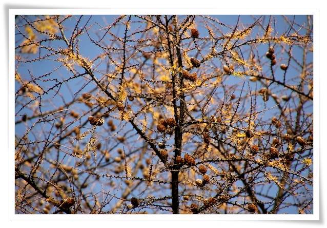 樹木公園-26 カラマツ-2 15.12.2