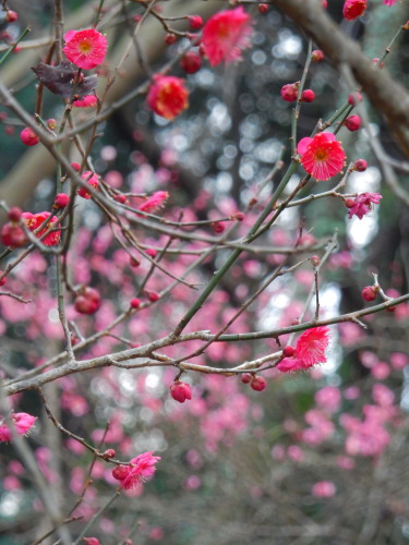DSCN0049b20160131.jpg