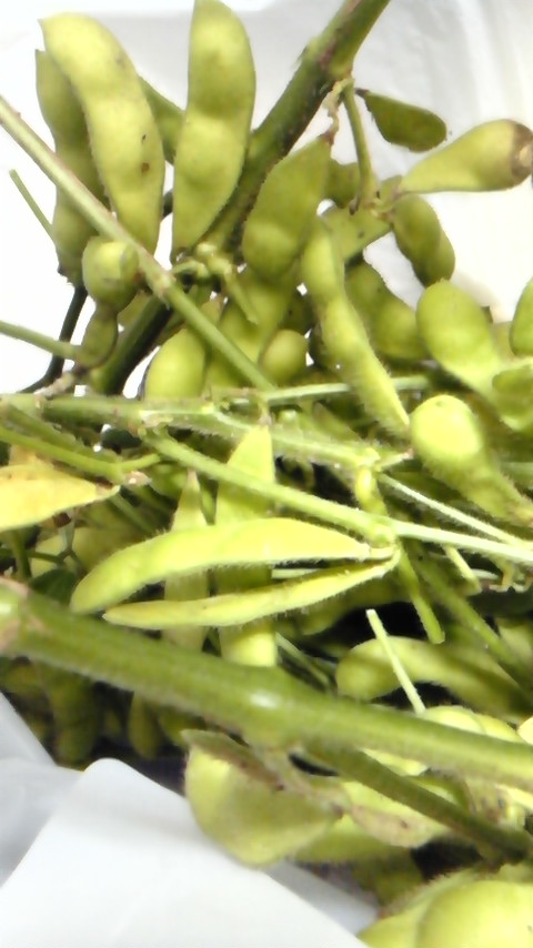 枝豆