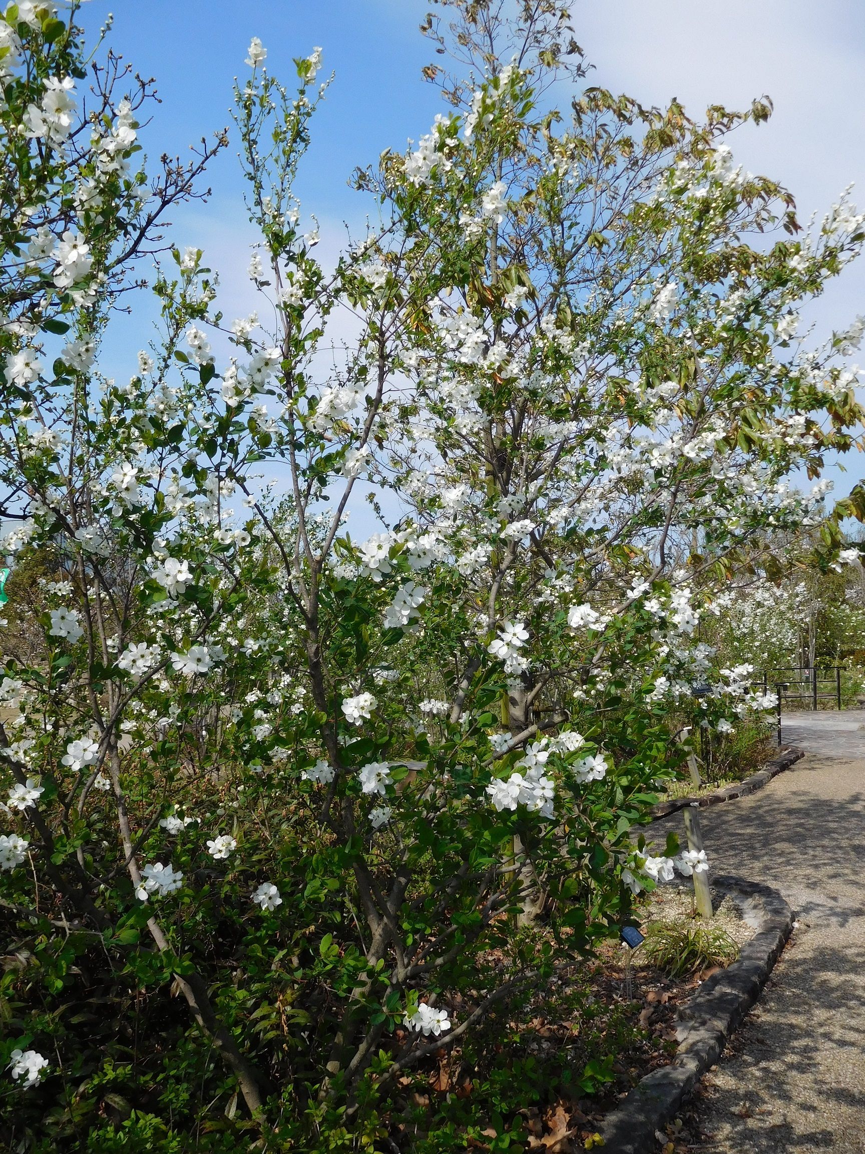 デンパーク 2017春 4/12 その2 ~白の花木園。 | TEA&GARDEN ちょっとひとりごと - 楽天ブログ