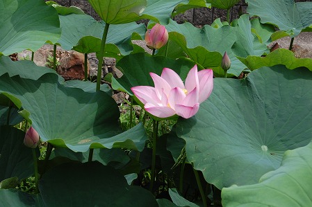 s-DSC_0431.jpg