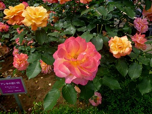 20120520(4).jpg