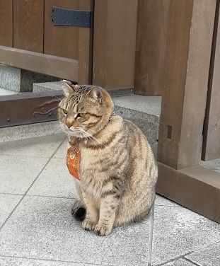 玉蔵院の梅と猫♪ 玲子のお気楽日記 - 楽天ブログ